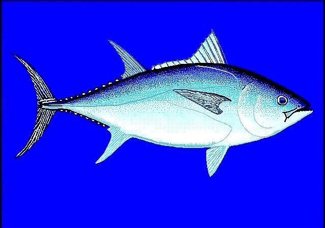 金槍魚十大排名：**《金槍魚十大排名》
