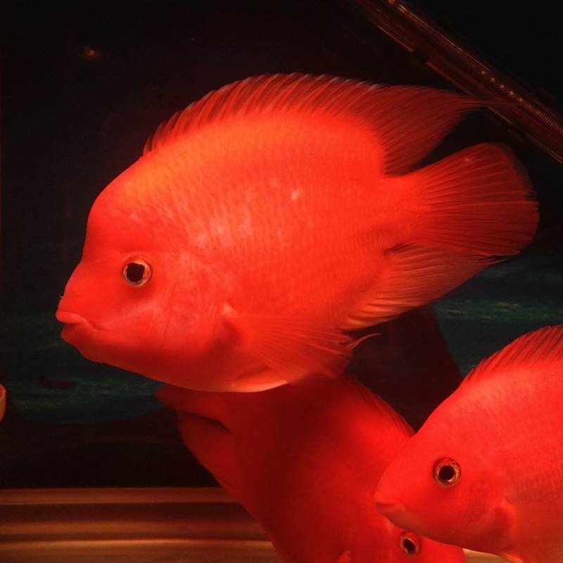 金剛鸚鵡魚打架兇不兇:金剛鸚鵡魚與普通鸚鵡魚的親本組合正好相反( 龍魚百科 第1張 金剛鸚鵡魚打架兇不兇:金剛鸚鵡魚與普通鸚鵡魚的親本組合正好相反( 金剛鸚鵡魚打架兇不兇:金剛鸚鵡魚與普通鸚鵡魚的親本組合正好相反( 龍魚百科 第1張
