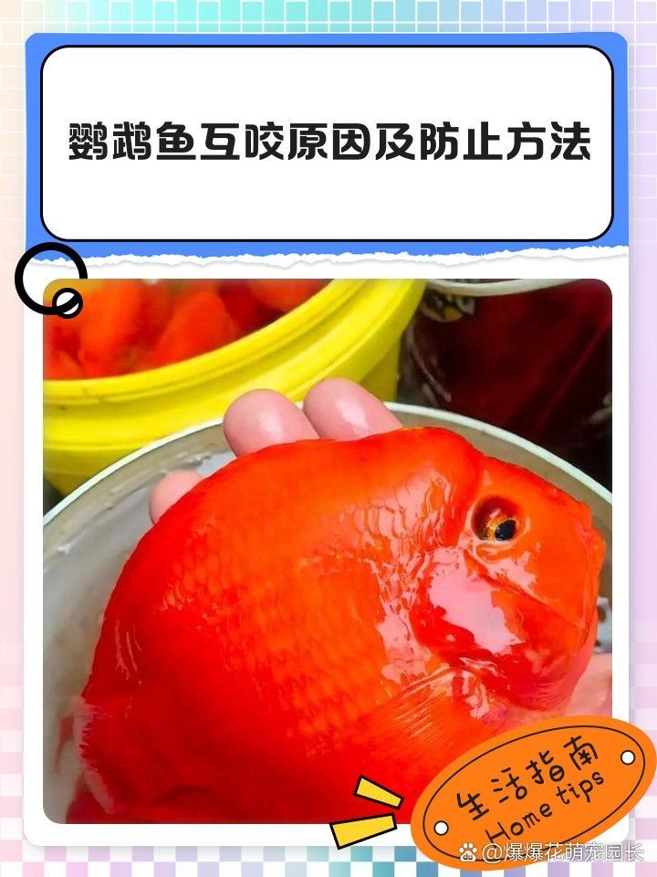 金剛鸚鵡魚打架兇不兇:金剛鸚鵡魚與普通鸚鵡魚的親本組合正好相反( 龍魚百科 第9張 金剛鸚鵡魚打架兇不兇:金剛鸚鵡魚與普通鸚鵡魚的親本組合正好相反( 金剛鸚鵡魚打架兇不兇:金剛鸚鵡魚與普通鸚鵡魚的親本組合正好相反( 龍魚百科 第9張