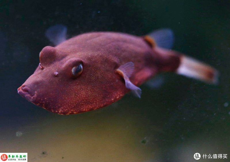狗頭魚(yú)長(zhǎng)啥樣:狗頭魚(yú)因頭部形似犬類(lèi)而得名是一類(lèi)具有鮮明特征的淡水魚(yú)類(lèi) 龍魚(yú)論壇 第5張 狗頭魚(yú)長(zhǎng)啥樣:狗頭魚(yú)因頭部形似犬類(lèi)而得名是一類(lèi)具有鮮明特征的淡水魚(yú)類(lèi) 狗頭魚(yú)長(zhǎng)啥樣:狗頭魚(yú)因頭部形似犬類(lèi)而得名是一類(lèi)具有鮮明特征的淡水魚(yú)類(lèi) 龍魚(yú)論壇 第5張