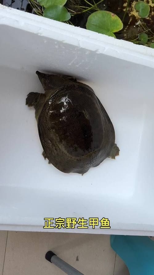 甲魚圖片真實：“甲魚圖片真實”主題展開，聚焦于呈現甲魚的真實形態特征