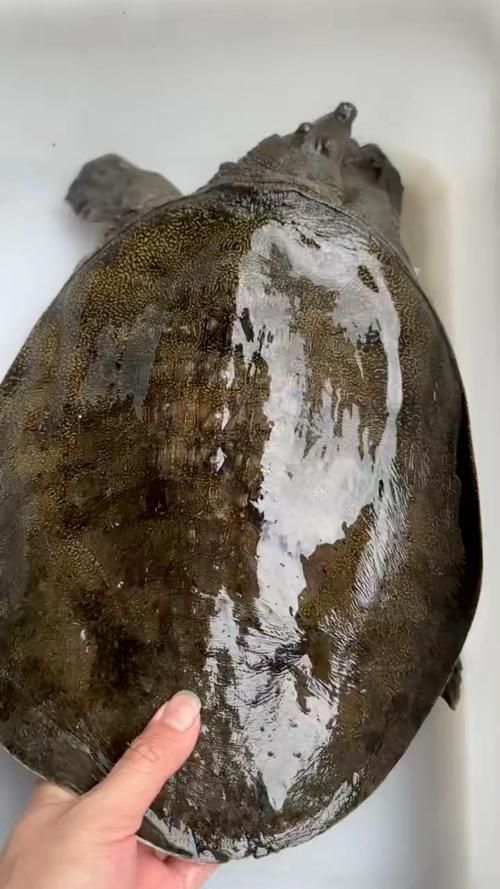 甲魚圖片真實：“甲魚圖片真實”主題展開，聚焦于呈現甲魚的真實形態特征