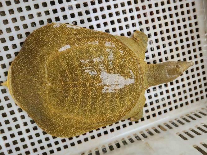 甲魚圖片真實：“甲魚圖片真實”主題展開，聚焦于呈現甲魚的真實形態特征