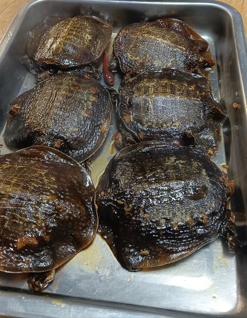 甲魚圖片真實：“甲魚圖片真實”主題展開，聚焦于呈現甲魚的真實形態特征