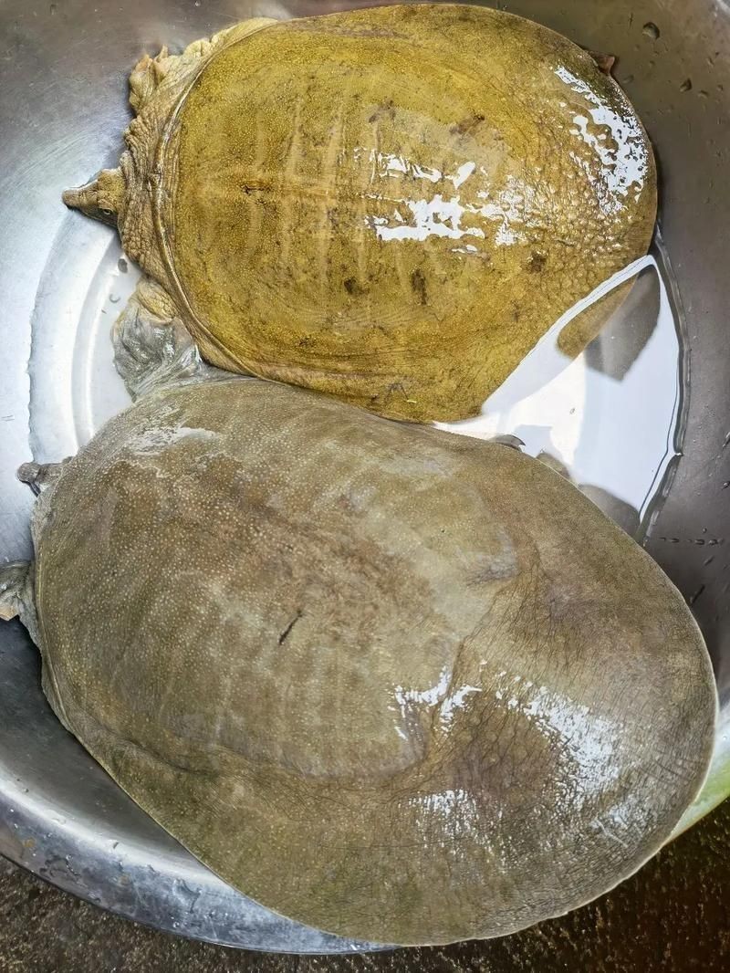 甲魚圖片真實：“甲魚圖片真實”主題展開，聚焦于呈現甲魚的真實形態特征