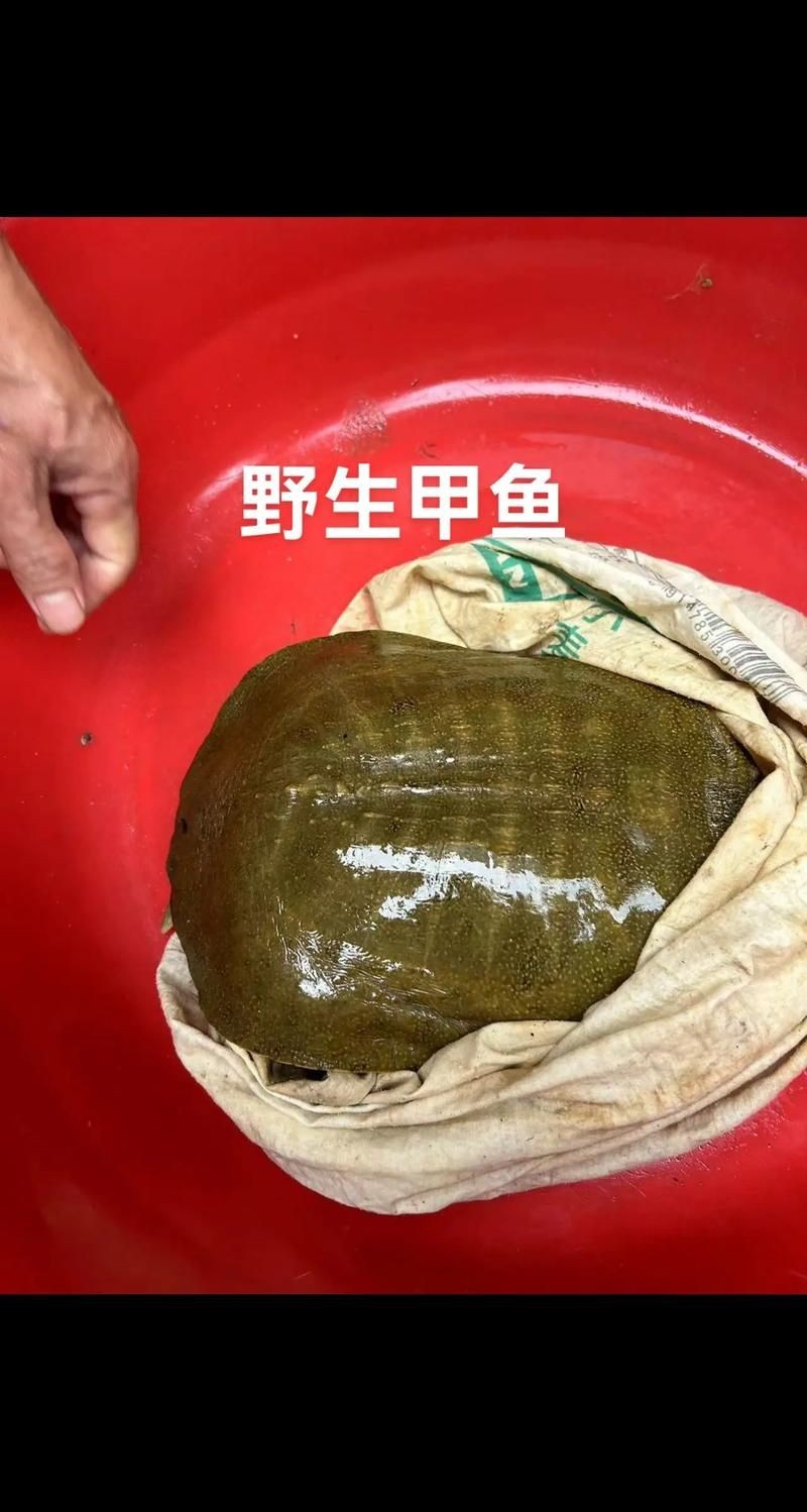 甲魚圖片真實：“甲魚圖片真實”主題展開，聚焦于呈現甲魚的真實形態特征