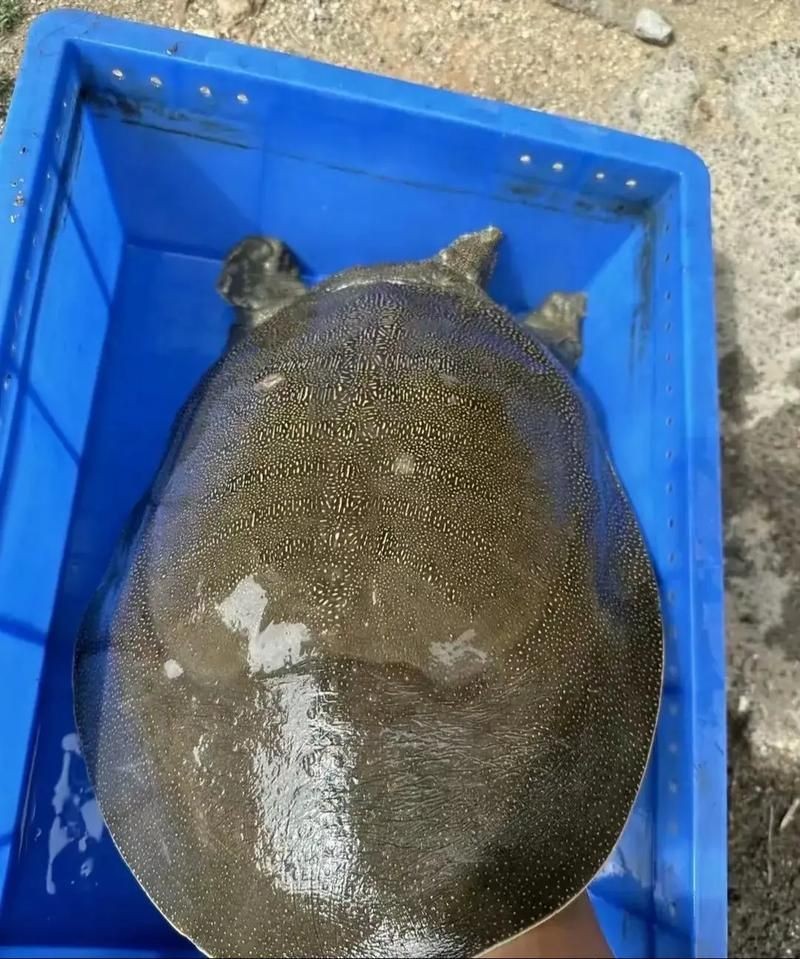 甲魚圖片真實：“甲魚圖片真實”主題展開，聚焦于呈現甲魚的真實形態特征