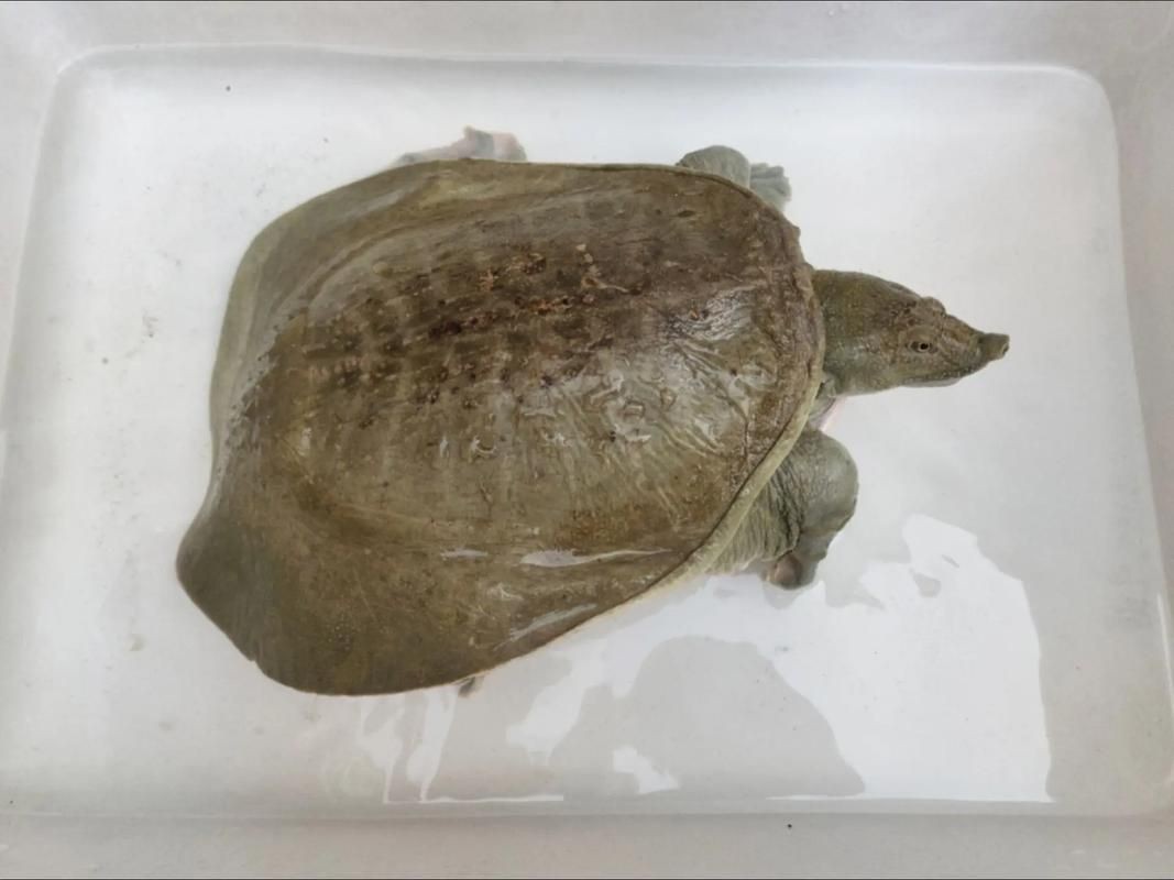 甲魚圖片真實：“甲魚圖片真實”主題展開，聚焦于呈現甲魚的真實形態特征