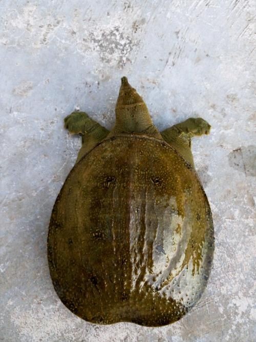 甲魚圖片真實：“甲魚圖片真實”主題展開，聚焦于呈現甲魚的真實形態特征