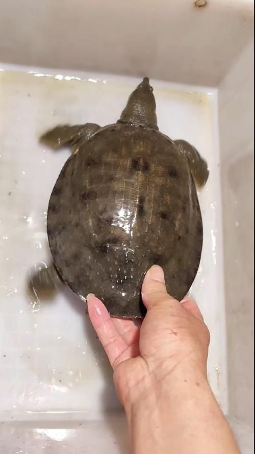 甲魚圖片真實：“甲魚圖片真實”主題展開，聚焦于呈現甲魚的真實形態特征