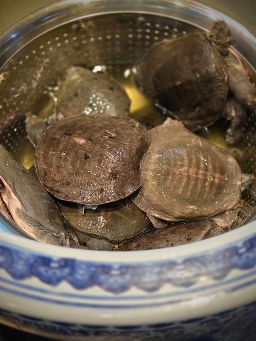 甲魚圖片真實：“甲魚圖片真實”主題展開，聚焦于呈現甲魚的真實形態特征