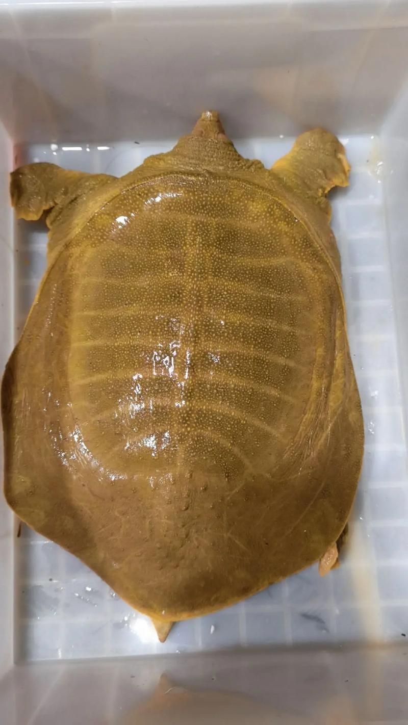 甲魚圖片真實：“甲魚圖片真實”主題展開，聚焦于呈現甲魚的真實形態特征