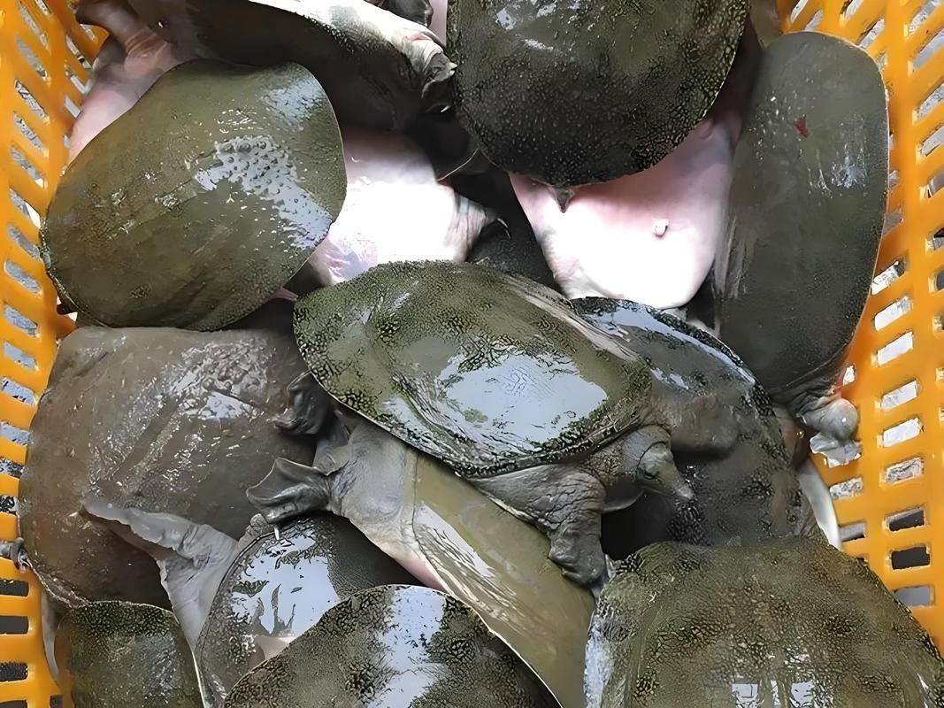甲魚圖片真實：“甲魚圖片真實”主題展開，聚焦于呈現甲魚的真實形態特征