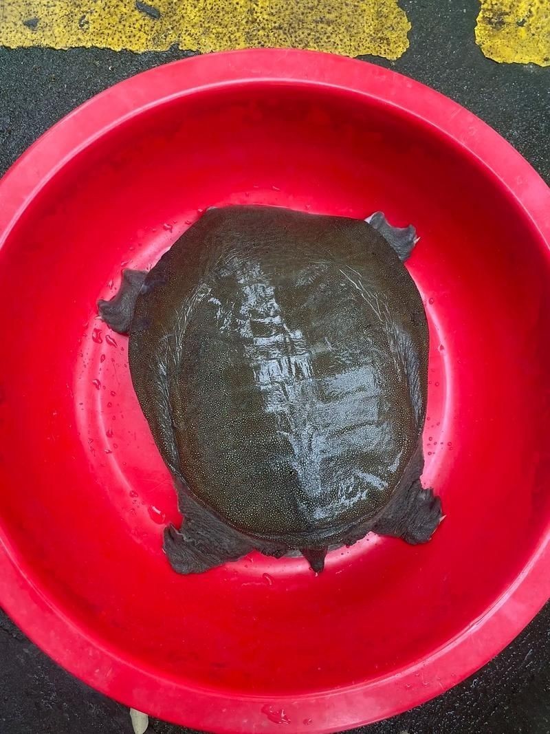 甲魚圖片真實：“甲魚圖片真實”主題展開，聚焦于呈現甲魚的真實形態特征