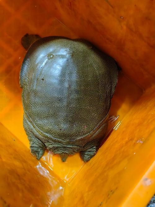 甲魚圖片真實：“甲魚圖片真實”主題展開，聚焦于呈現甲魚的真實形態特征