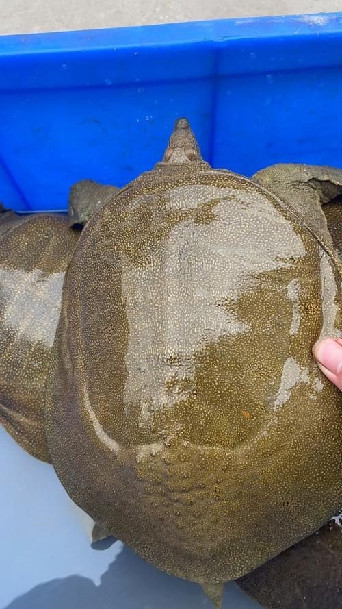 甲魚圖片真實：“甲魚圖片真實”主題展開，聚焦于呈現甲魚的真實形態特征