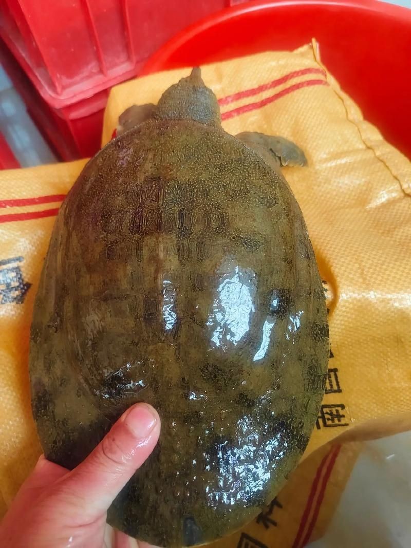 甲魚圖片真實：“甲魚圖片真實”主題展開，聚焦于呈現甲魚的真實形態特征