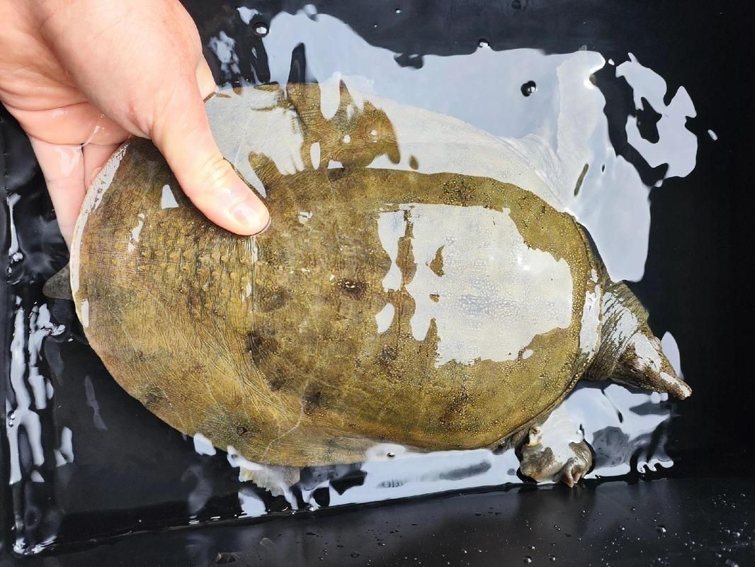 甲魚圖片真實：“甲魚圖片真實”主題展開，聚焦于呈現甲魚的真實形態特征