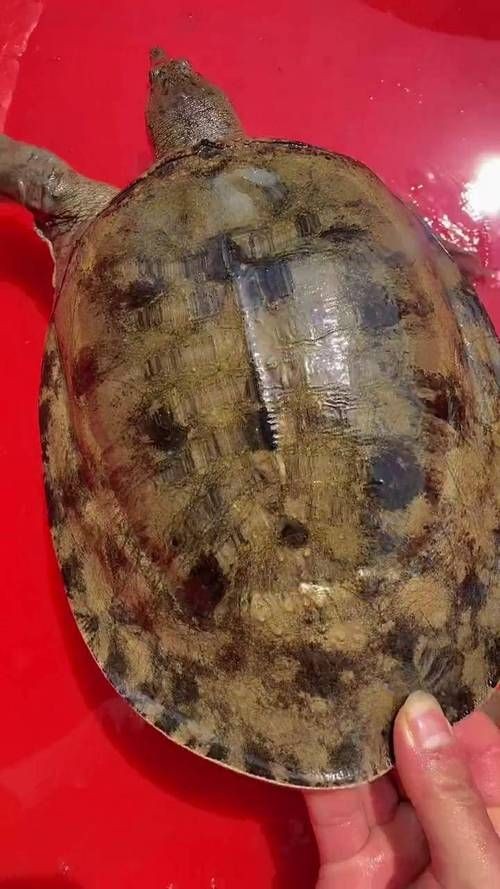 甲魚圖片真實：“甲魚圖片真實”主題展開，聚焦于呈現甲魚的真實形態特征