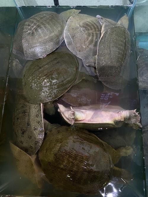 甲魚圖片真實：“甲魚圖片真實”主題展開，聚焦于呈現甲魚的真實形態特征