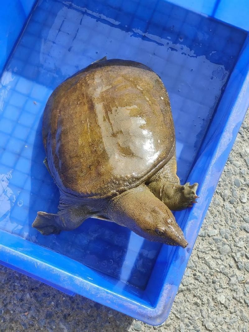 甲魚圖片真實：“甲魚圖片真實”主題展開，聚焦于呈現甲魚的真實形態特征