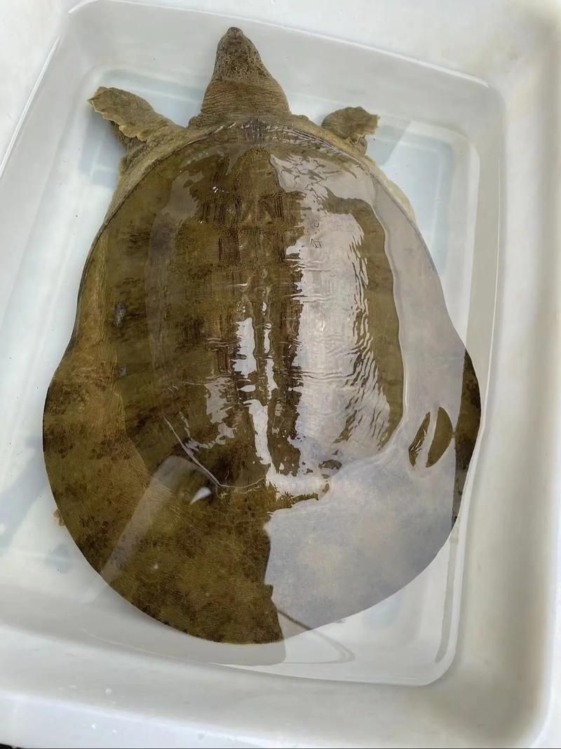 甲魚圖片真實：“甲魚圖片真實”主題展開，聚焦于呈現甲魚的真實形態特征