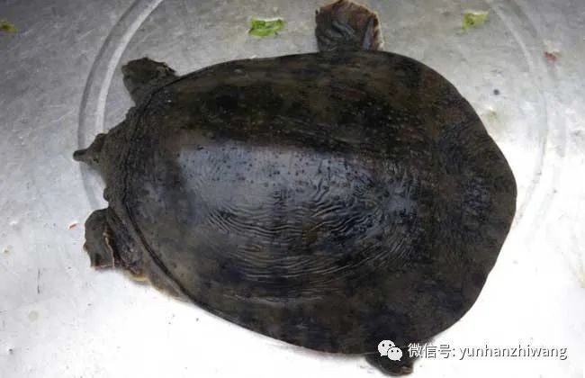 甲魚圖片真實：“甲魚圖片真實”主題展開，聚焦于呈現甲魚的真實形態特征
