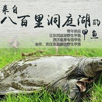甲魚圖片真實：“甲魚圖片真實”主題展開，聚焦于呈現甲魚的真實形態特征