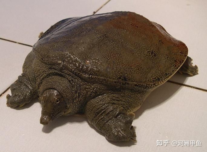 甲魚圖片真實：“甲魚圖片真實”主題展開，聚焦于呈現甲魚的真實形態特征
