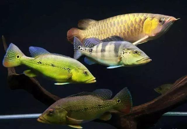 紅龍配魚什么最好：紅龍魚混養(yǎng)指南:紅龍魚和什么魚混養(yǎng)好7種方法幫你