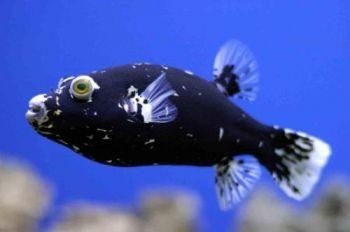 狗頭魚：狗頭魚:我真的是小狗頭嗎