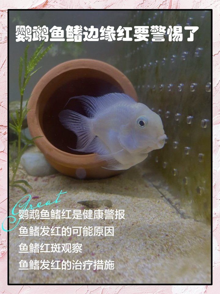 迷你鸚鵡魚鰭根部充血：迷你鸚鵡魚鰭充血怎么辦 迷你鸚鵡魚鰭根部充血：迷你鸚鵡魚鰭充血怎么辦 龍魚百科 第1張