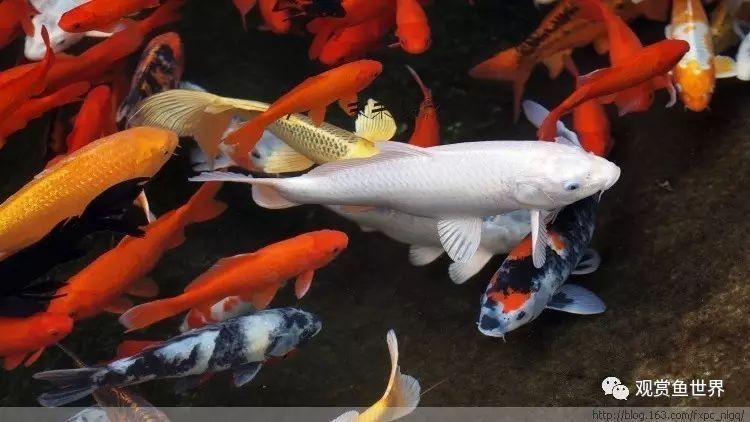 迷你鸚鵡魚鰭根部充血：迷你鸚鵡魚鰭充血怎么辦 迷你鸚鵡魚鰭根部充血：迷你鸚鵡魚鰭充血怎么辦 龍魚百科 第9張