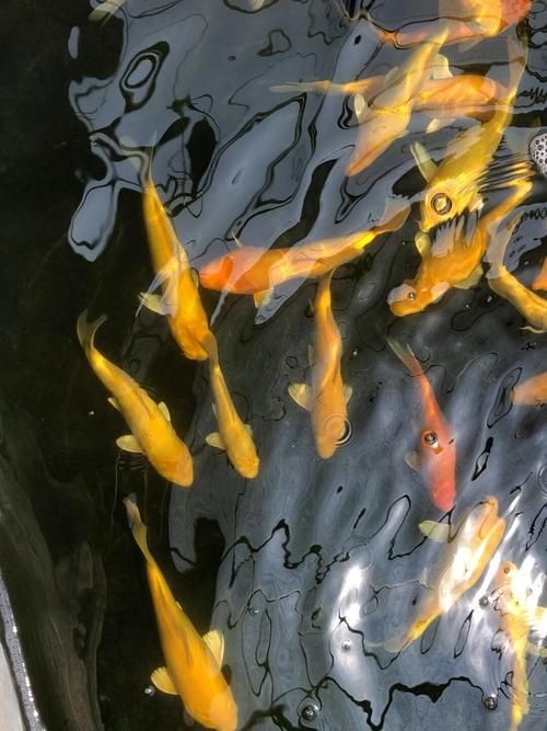 過背金龍珠鱗多久會亮（過背金龍魚珠鱗多久會亮）