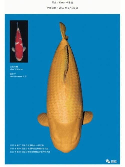 芥子錦鯉圖片：《芥子錦鯉圖片》以細膩筆觸勾勒出東方美學意境