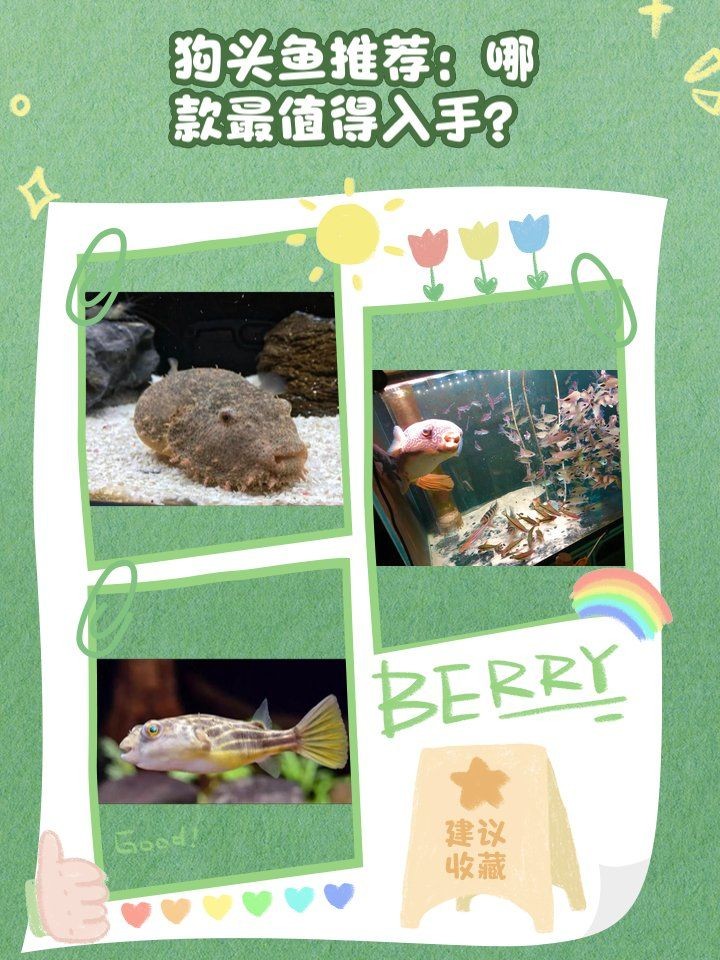 狗頭魚(yú)最好三種品種：狗頭魚(yú)、斑馬狗頭魚(yú)、毛毛狗頭魚(yú)、毛毛狗頭魚(yú)和毛毛狗頭魚(yú)