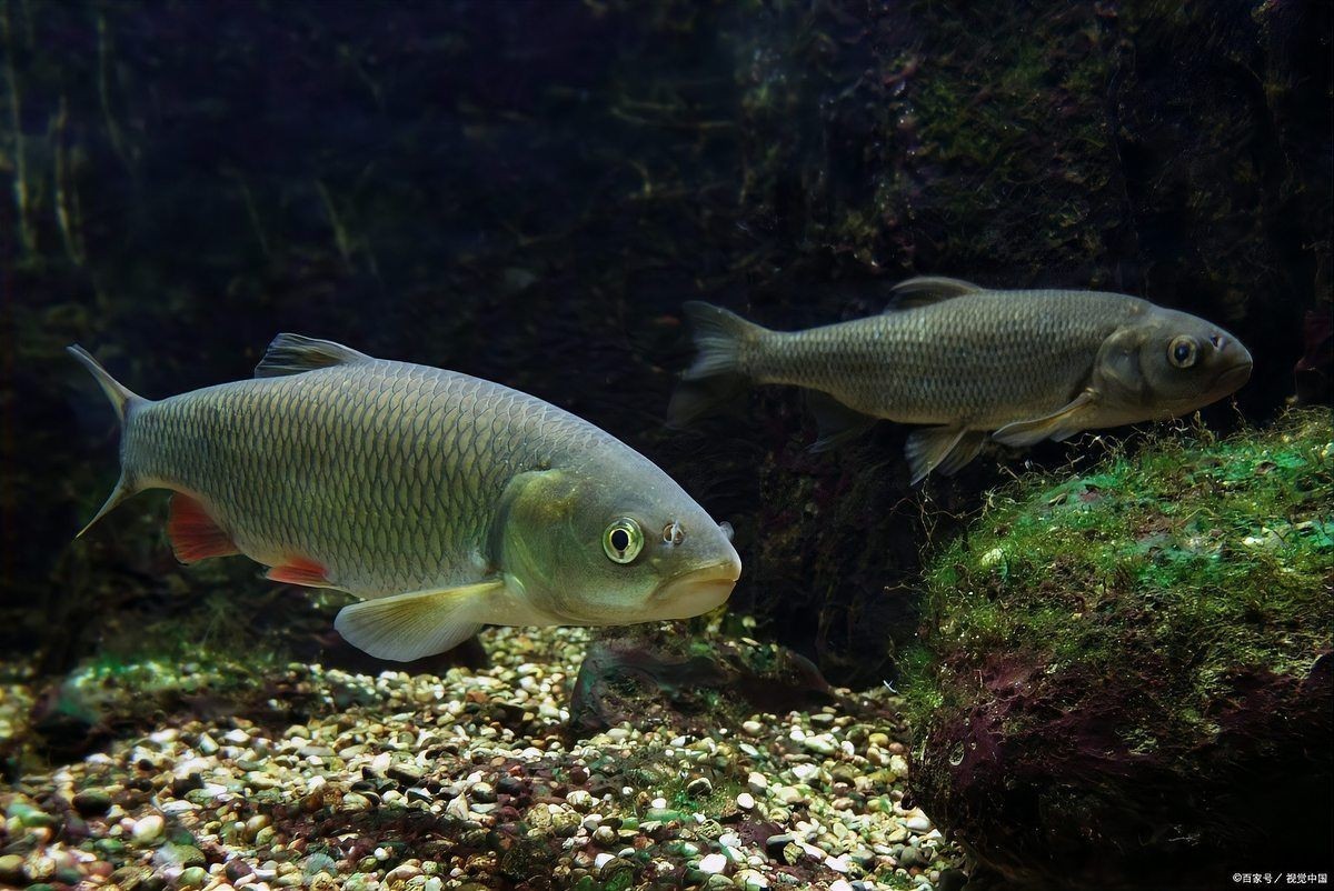 狗頭魚(yú)最好三種品種：狗頭魚(yú)、斑馬狗頭魚(yú)、毛毛狗頭魚(yú)、毛毛狗頭魚(yú)和毛毛狗頭魚(yú)