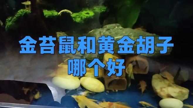 金苔鼠和黃金胡子哪個好：金苔鼠與黃金胡子的區別
