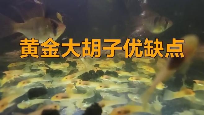 金苔鼠和黃金胡子哪個好：金苔鼠與黃金胡子的區別
