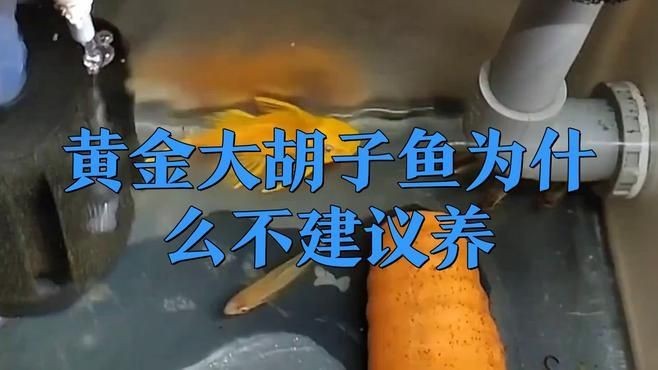金苔鼠和黃金胡子哪個好：金苔鼠與黃金胡子的區別