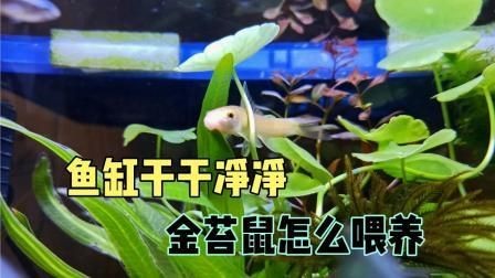 金苔鼠和黃金胡子哪個好：金苔鼠與黃金胡子的區別
