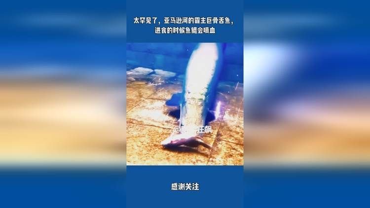 巨骨舌魚進食血霧是什么原因：巨骨舌魚(arapaimagigas)