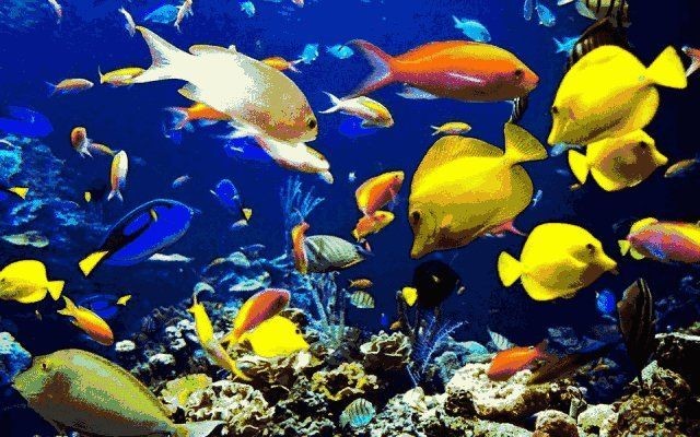 無錫水族館：撫海星族館——華東地區(qū)極具特色的海洋主題館 無錫水族館：撫海星族館——華東地區(qū)極具特色的海洋主題館 全國水族館企業(yè)名錄 第1張