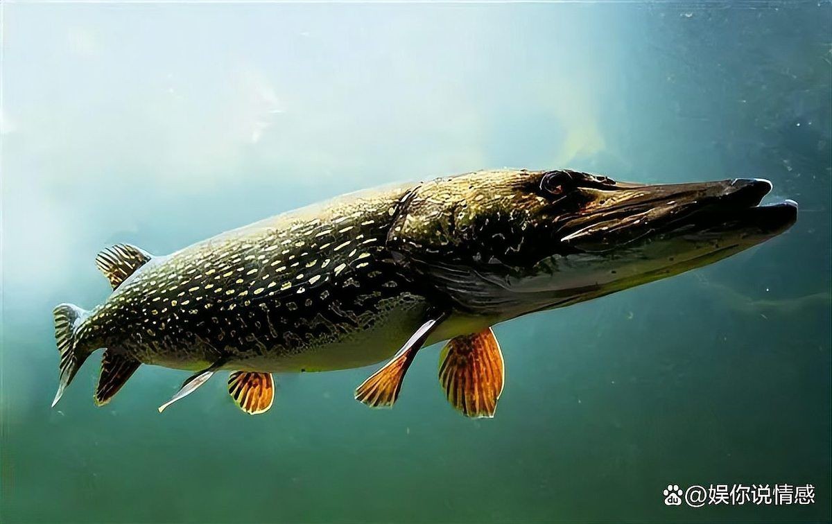 狗魚名字的由來：狗魚為什么叫狗魚 狗魚名字的由來：狗魚為什么叫狗魚 龍魚論壇 第12張