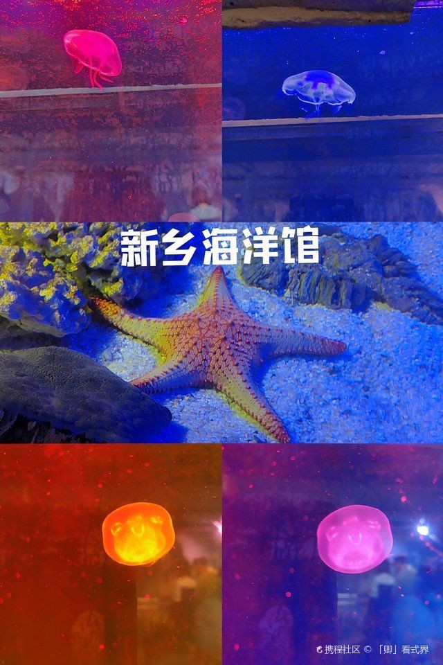 新鄉水族館：探秘新鄉水族館