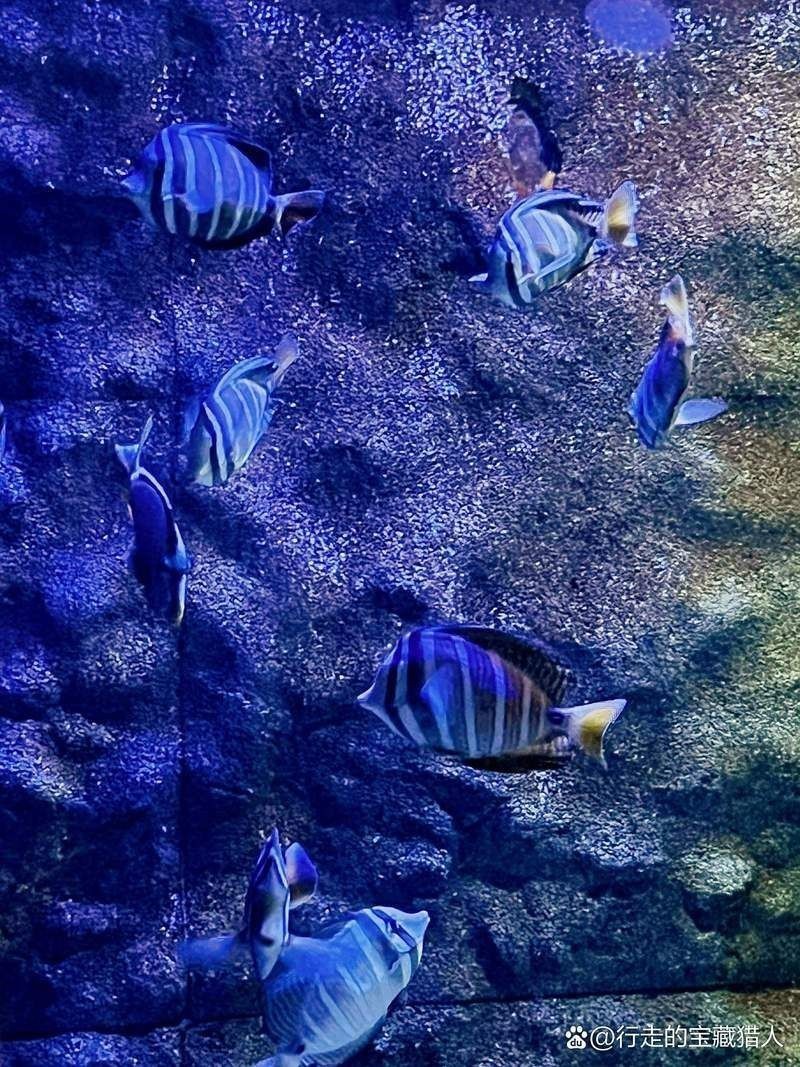 新鄉水族館：探秘新鄉水族館