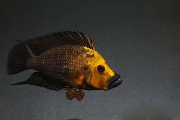 金虎魚圖片：*《金虎魚圖片》*《金虎魚圖片》