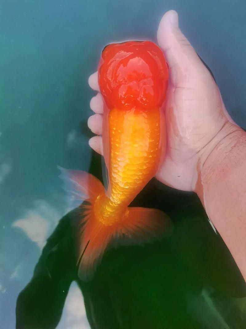 金虎魚圖片：*《金虎魚圖片》*《金虎魚圖片》