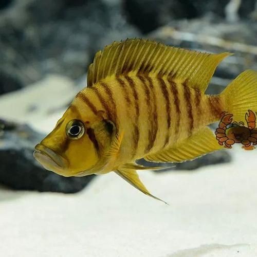 金虎魚圖片：*《金虎魚圖片》*《金虎魚圖片》