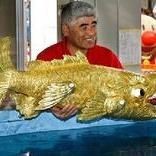 金虎魚圖片：*《金虎魚圖片》*《金虎魚圖片》